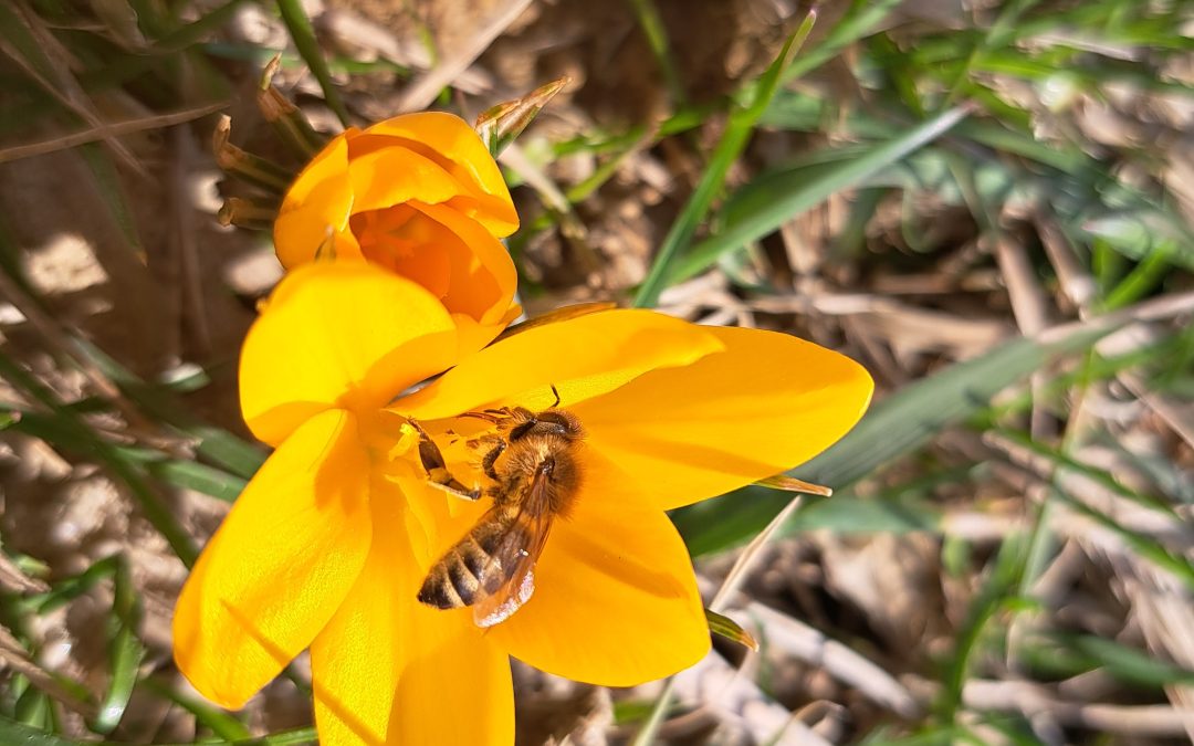 Wiosenne pożytki dla pszczół.